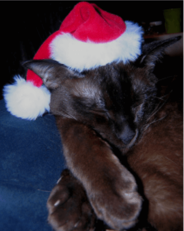 santa cat